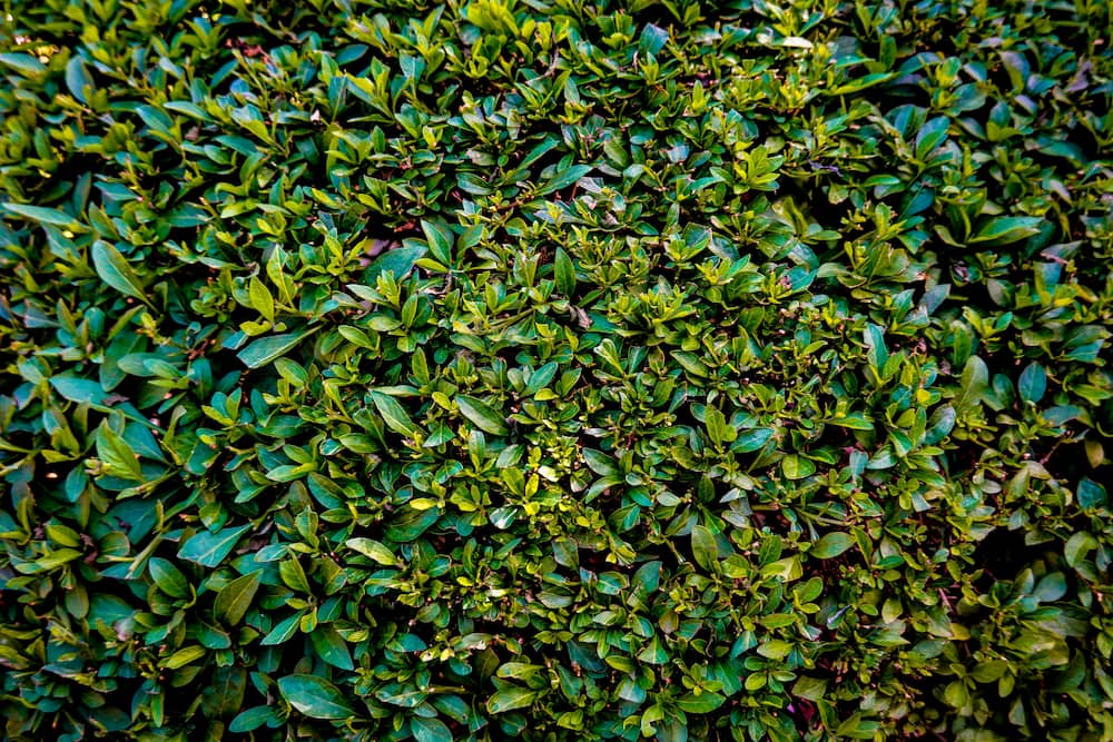 Végétalisation : et si on se mettait au vert ?